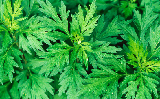 1717481850463977.png d4628535e5dde711fad6649baaefce1b9d166152.png